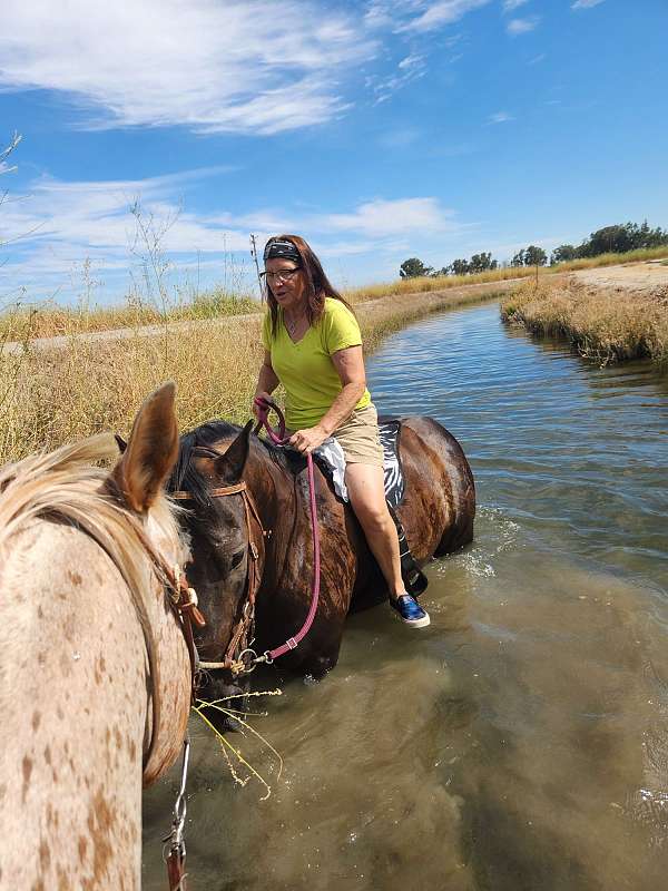 trail-riding-quarter-horse