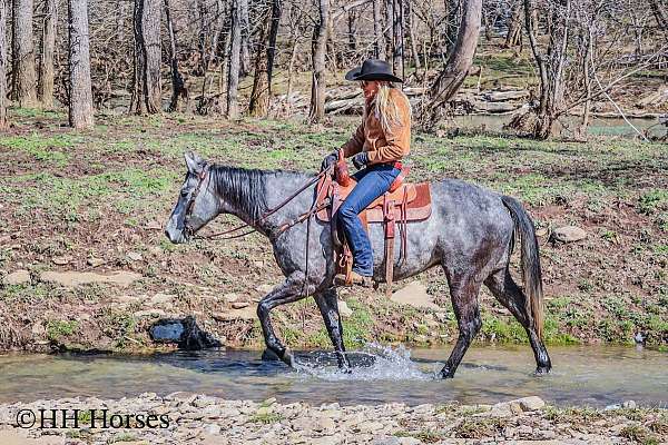 beginner-safe-quarter-horse