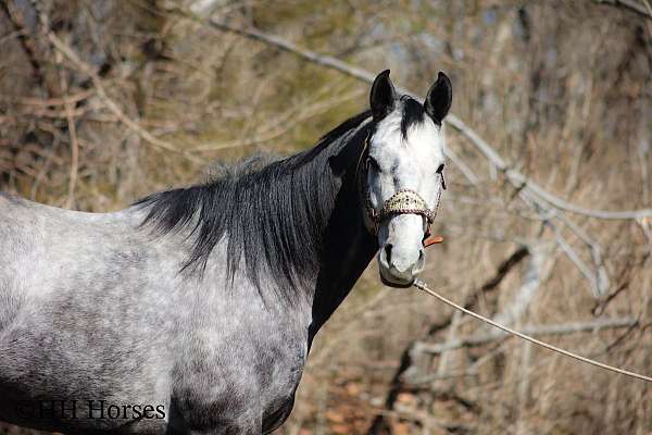 family-horse-quarter