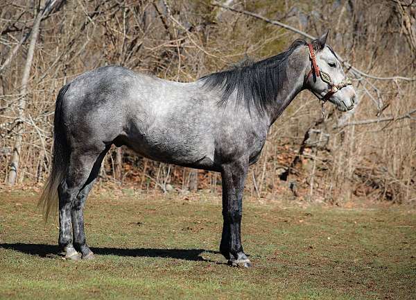 trail-quarter-horse