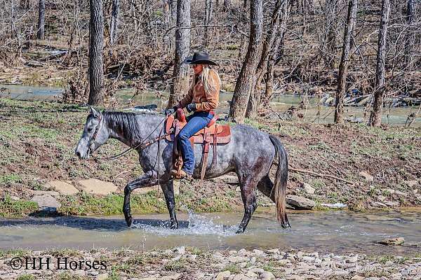 athletic-quarter-horse