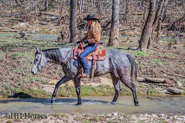 beginner-quarter-horse