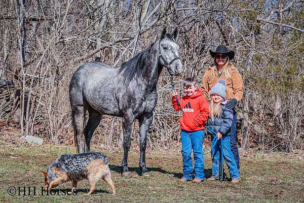 experienced-quarter-horse