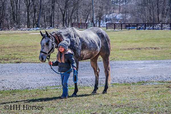 flashy-quarter-horse