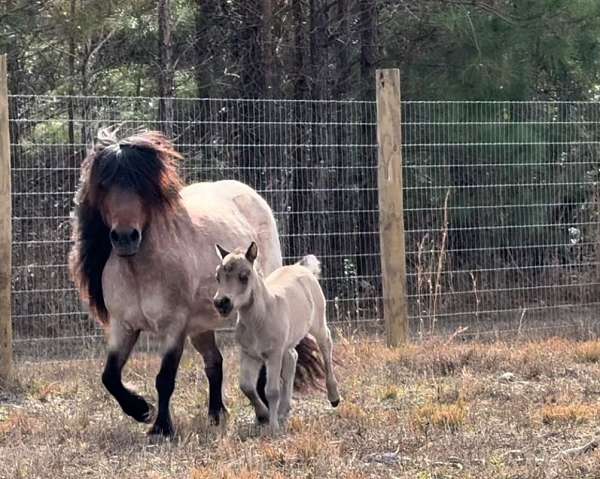 bay-roan-miniature-mare