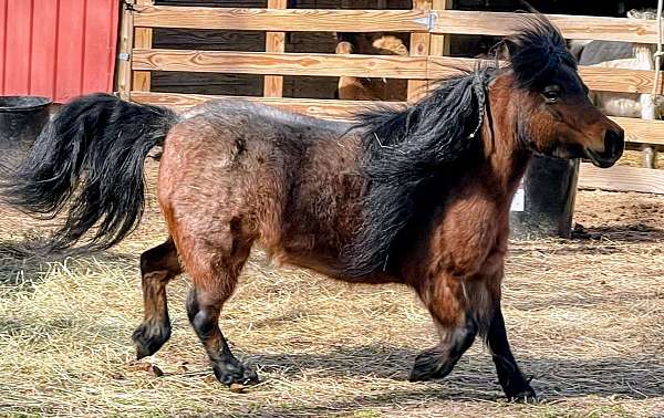 breeding-miniature-horse