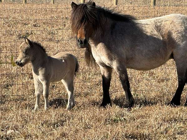 bay-roan-breeding-horse