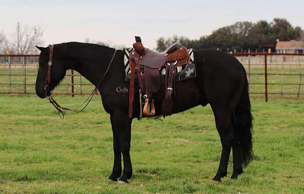 ranch-work-quarter-horse