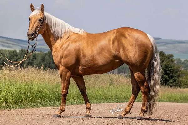 palomino-star-horse