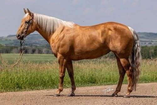 ranch-work-quarter-horse