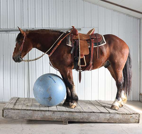 lf-half-pastern-white-horse