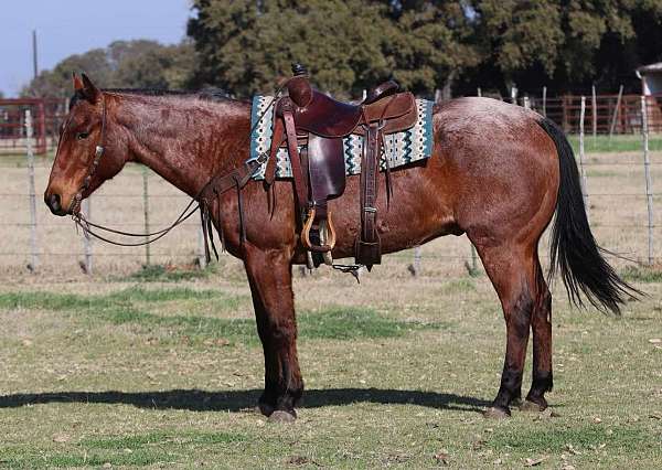 bay-roan-star-horse