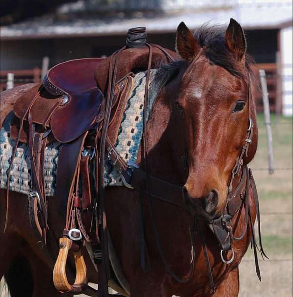 ranch-work-quarter-horse