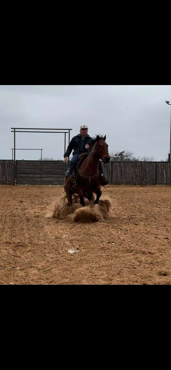 beginner-safe-quarter-horse