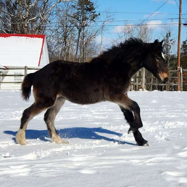 appaloosa-varnish-horse