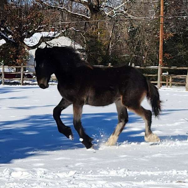 bay-roan-appaloosa-varnish-horse