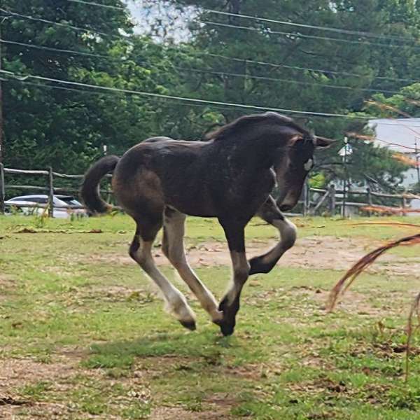 stonewall-draft-horse