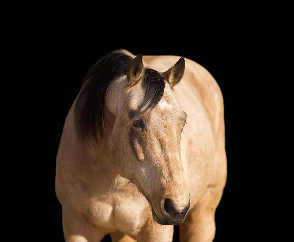 chestnut-blaze-rear-socks-horse