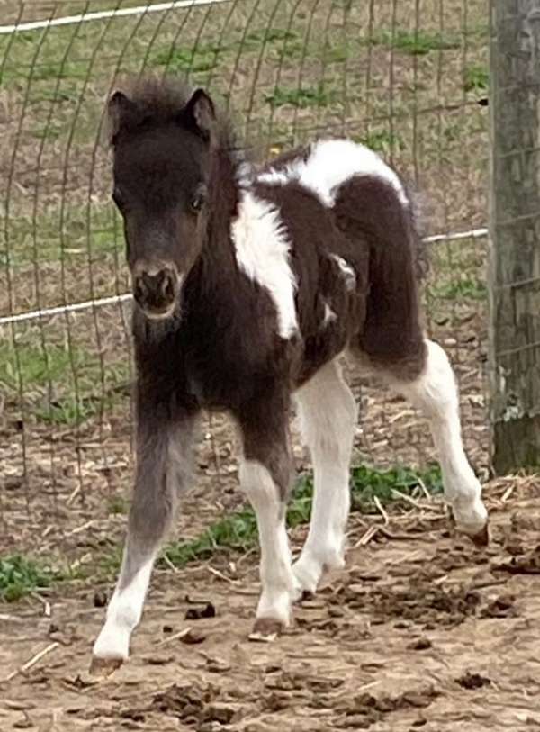 black-overo-therapy-horse