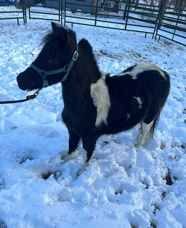 athletic-miniature-horse