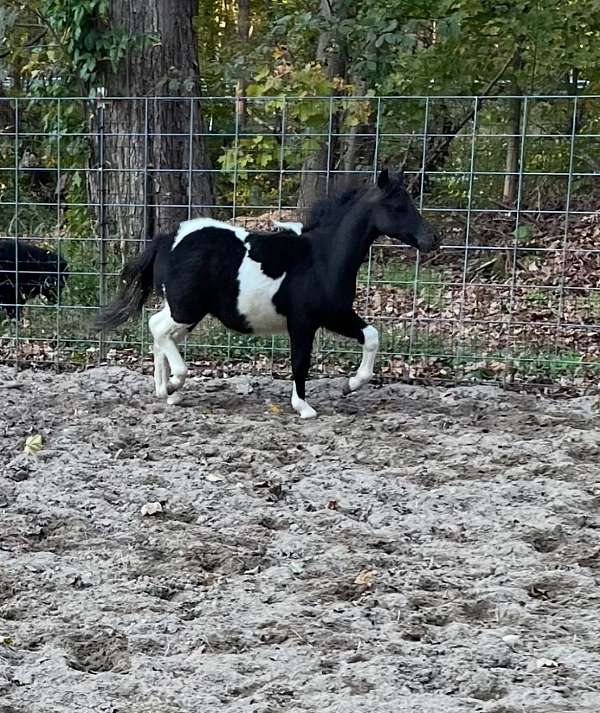 champion-miniature-horse