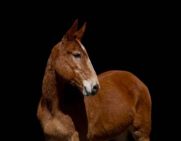 chestnut-star-horse