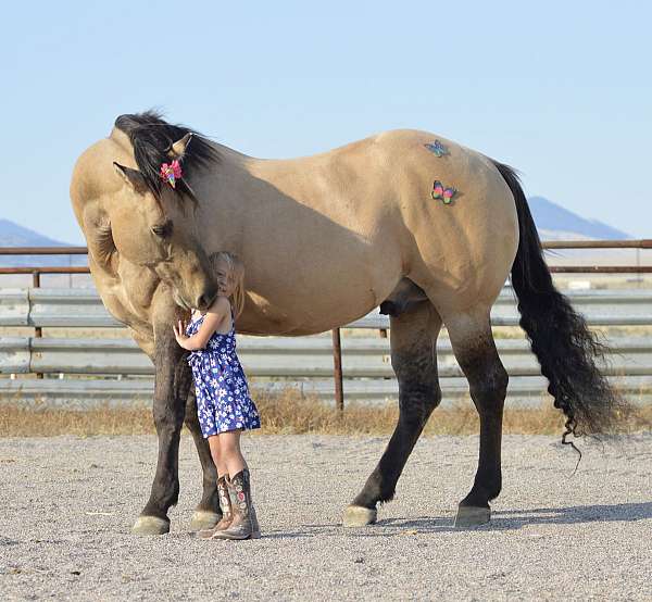 roan-quarter-horse