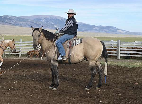 cowboy-mounted-shooting-quarter-horse