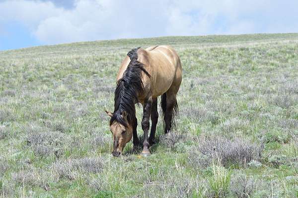 finished-quarter-horse