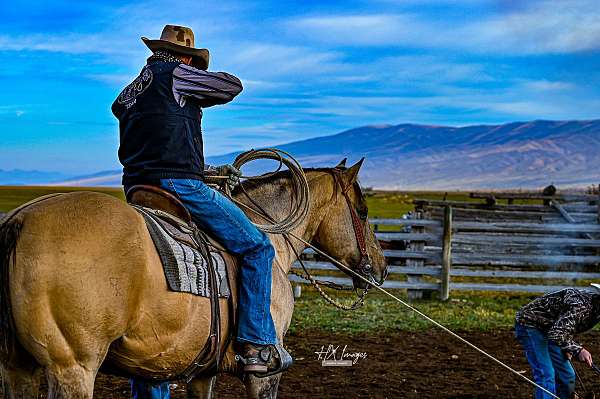 drill-team-quarter-horse