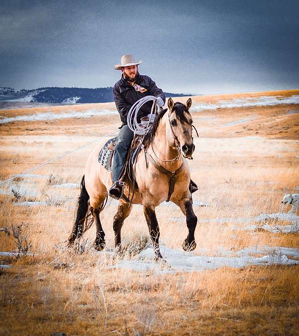 ranch-versatility-quarter-horse