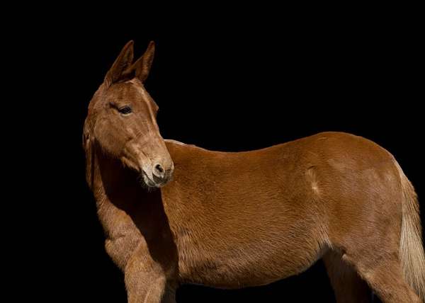 chestnut-none-horse