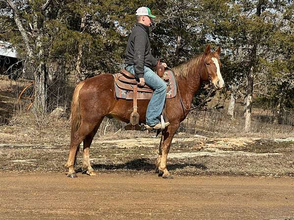 chestnut-ranch-trail-horse