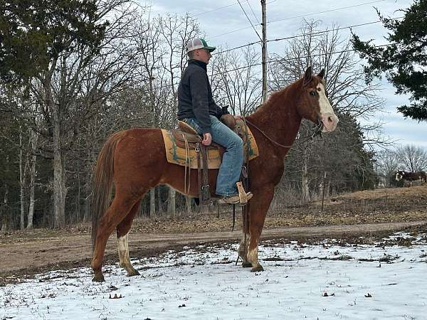 husband-safe-quarter-horse