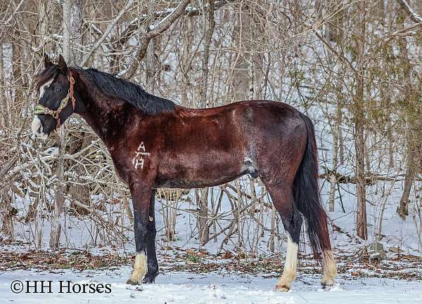 ranch-work-quarter-horse