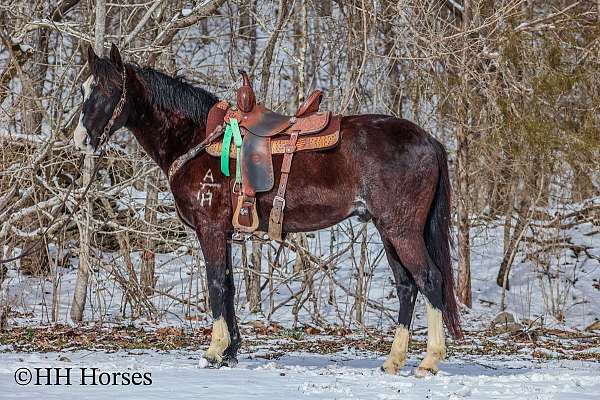 family-horse-quarter