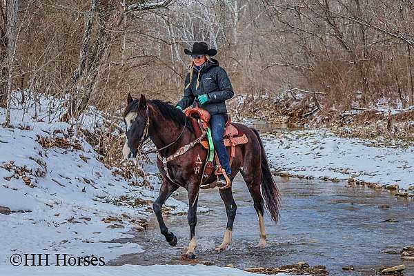 all-around-quarter-horse