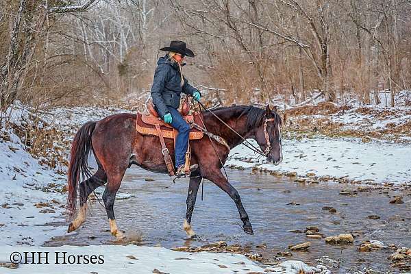 athletic-quarter-horse