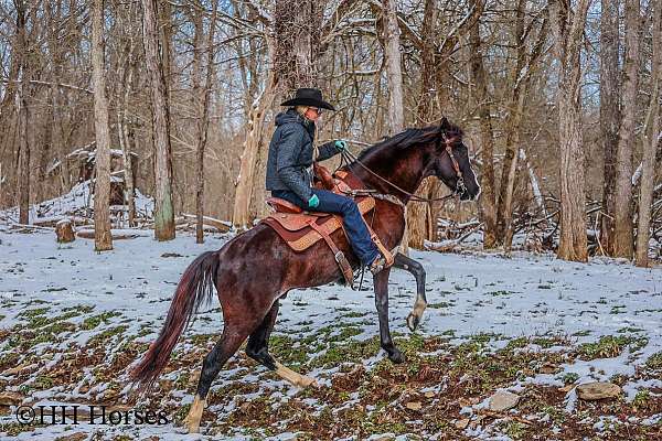 beginner-quarter-horse