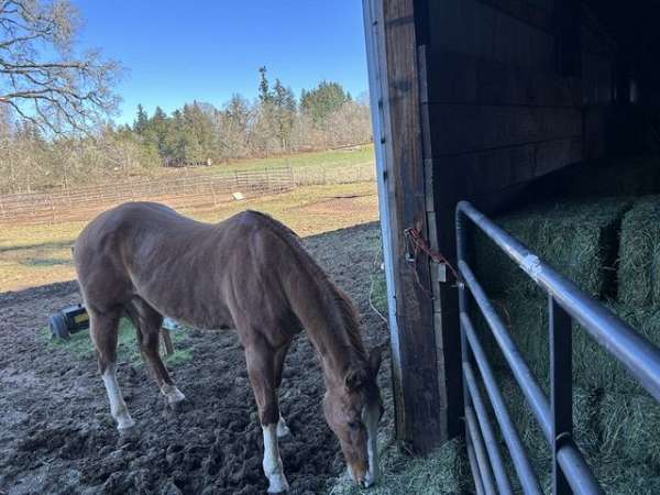 rope-horse-head-horse-quarter