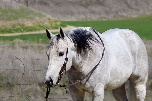 ranch-work-quarter-horse