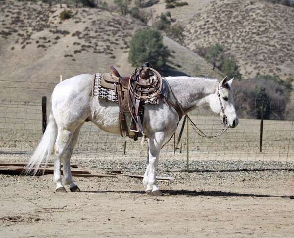 all-around-quarter-horse