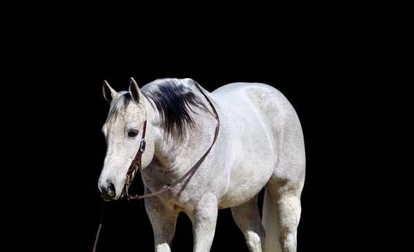 athletic-quarter-horse