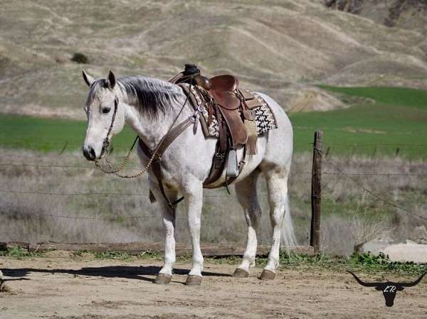 family-horse-quarter