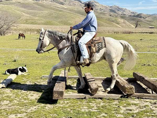 ranch-quarter-horse