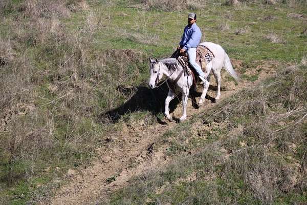 ranch-versatility-quarter-horse