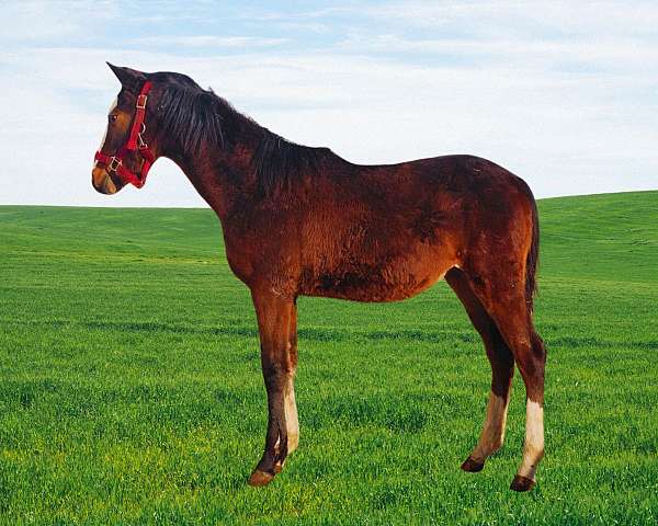 bay-dutch-warmblood-filly