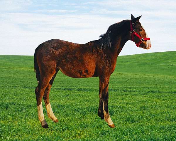 bay-filly-for-sale