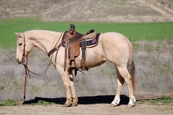 palomino-star-horse