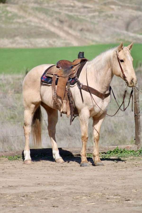 ranch-work-quarter-horse